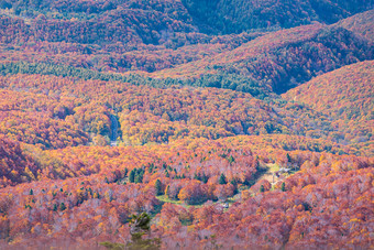 秋季大自然森林<strong>植物</strong>