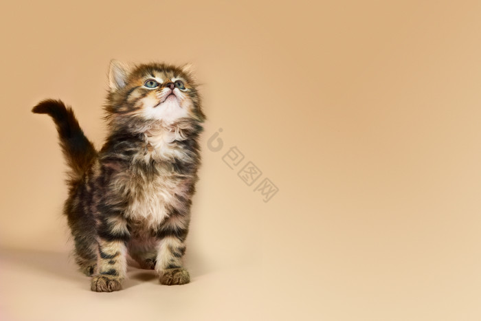 的小花猫宠物图片