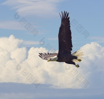 蓝色调在空中飞翔的鹰摄影图图片
