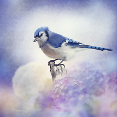 蓝色调小鸟摄影图