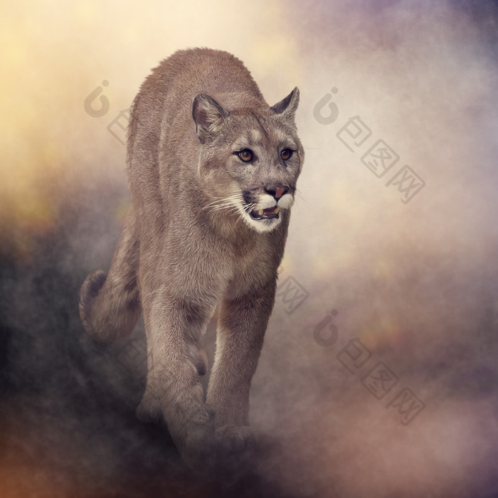 一头野生美洲狮摄影图