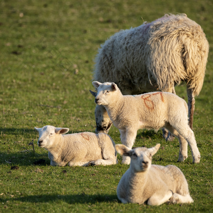 牧场草地上的羊群