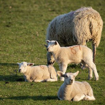 牧场草地上的羊群