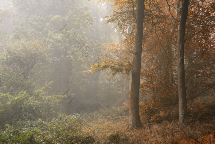 秋日的森林摄影图