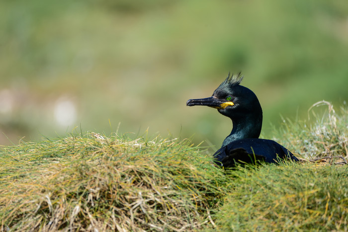 窝在草丛里的黑色小鸟
