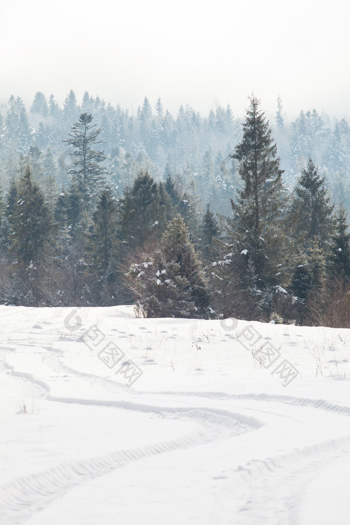白雪覆盖的大地和松树