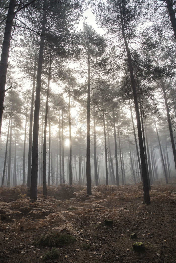 冬天日出森林的摄影图