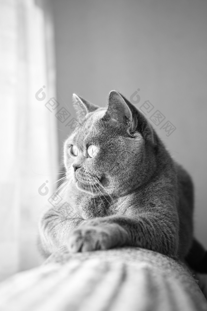 灰色调短毛猫