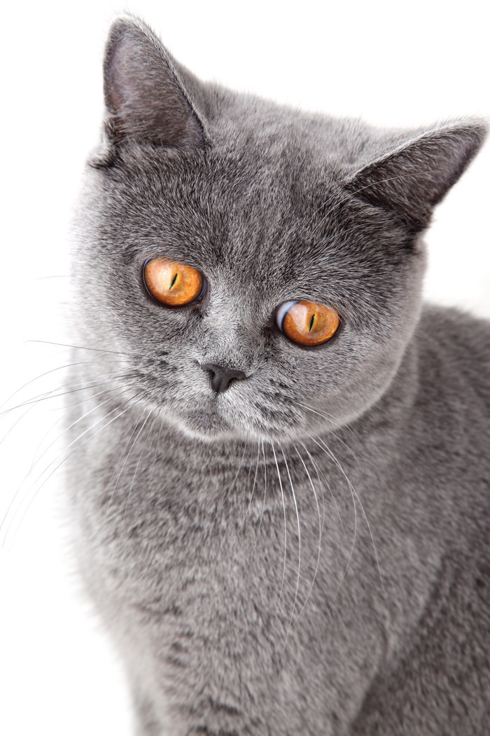 小猫咪图片
