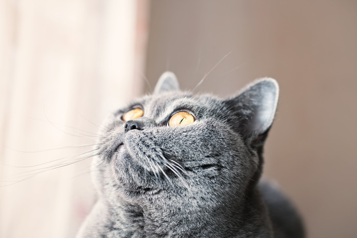 简约灰色胖猫摄影图