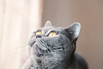 简约灰色胖猫摄影图