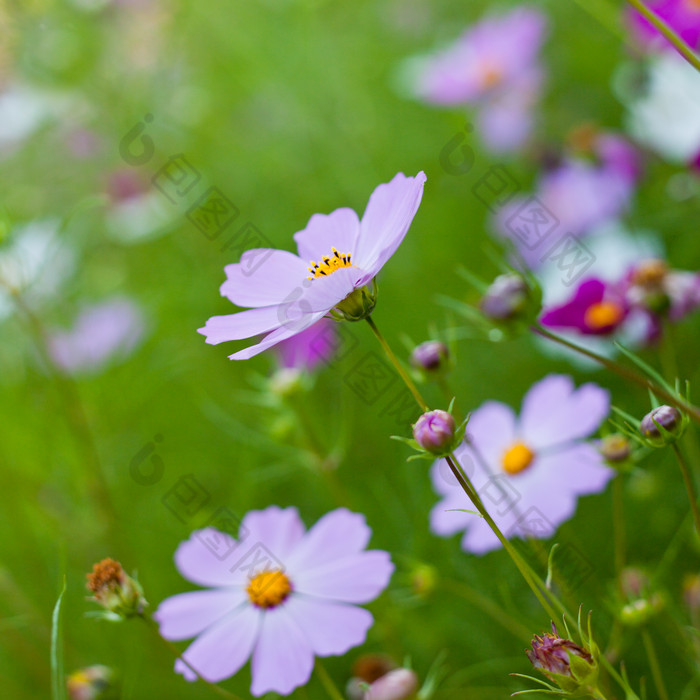 草地里紫色的小花