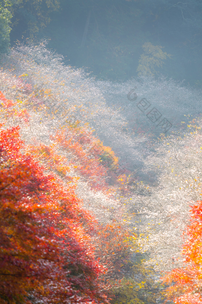 阳光下秋季枫树摄影图