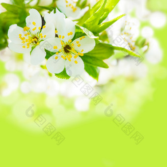 白色花卉花朵植物