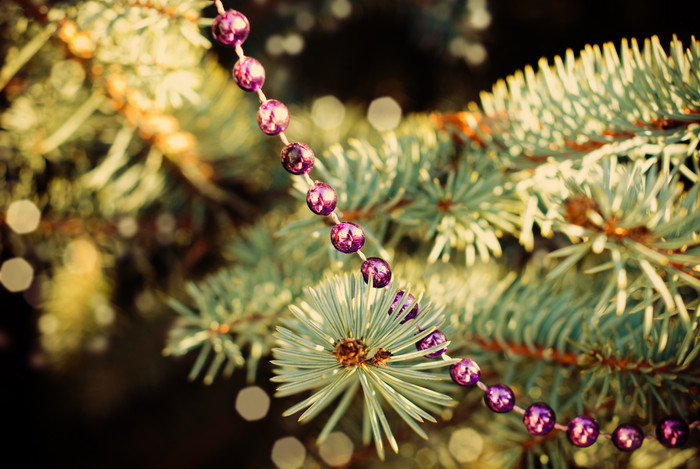 圣诞节杉树装饰摄影图