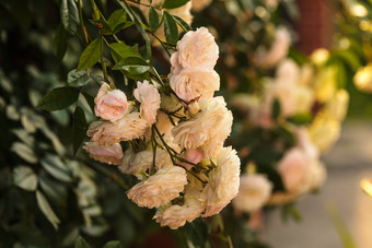 公园粉色玫瑰花植物