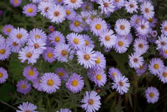 紫色洋甘菊摄影图图片