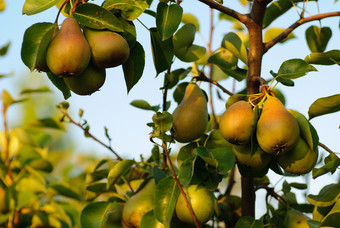 梨树上的梨子摄影图