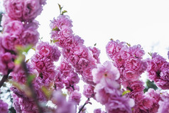 粉色调枝头花朵摄影图