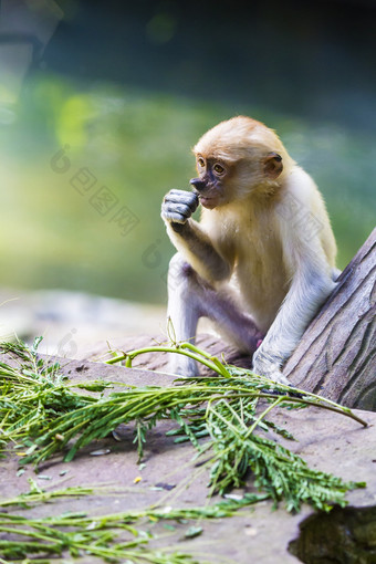 坐在地上的猴子摄影图