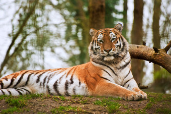 清新漂亮的老虎摄影图