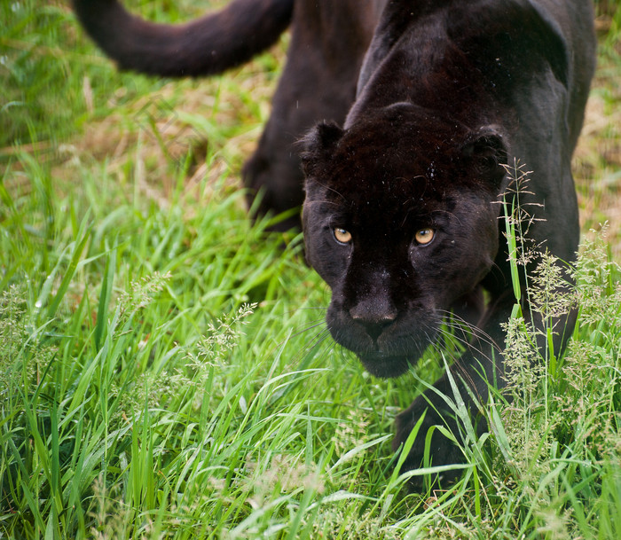 简约草丛中的黑豹摄影图