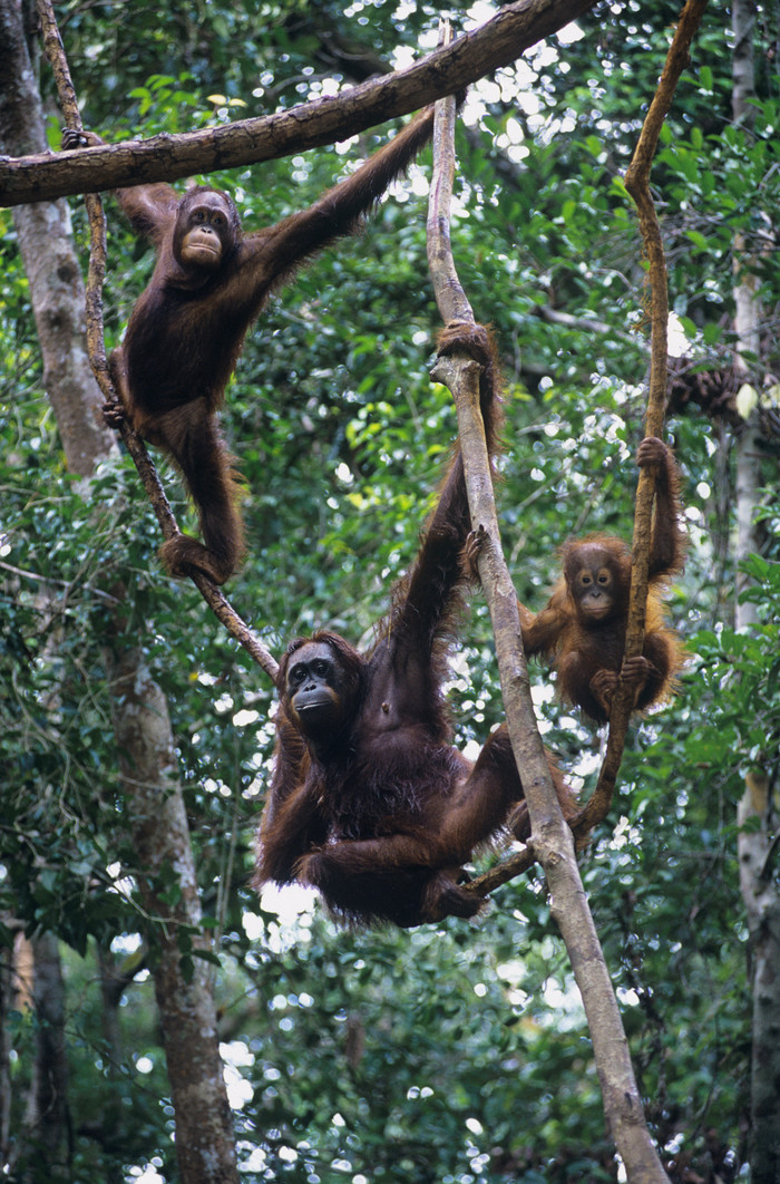 森林爬树的猴子摄影图
