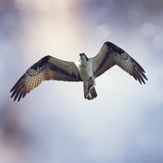 简约飞翔的鸟摄影图