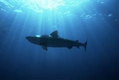 暗色调深海鱼摄影图