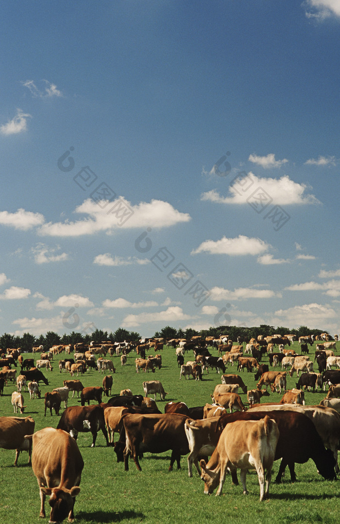 暗色调草地上的很多牛摄影图