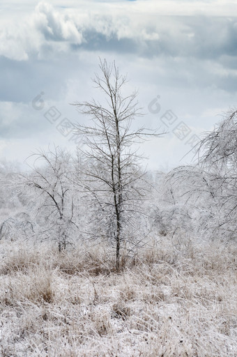 暗色调冬天树林摄影图