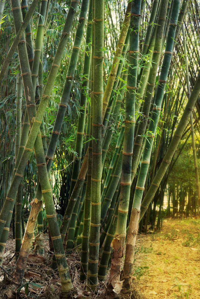 暗色调竹林摄影图