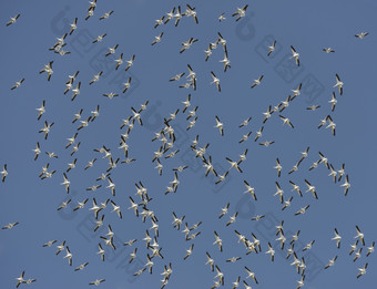 天空中的鸟群摄影图