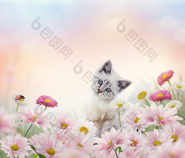 花丛中的小猫摄影图
