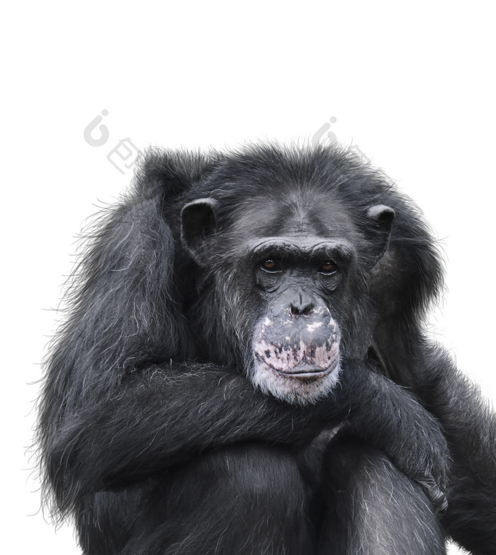 黑色大猩猩摄影图