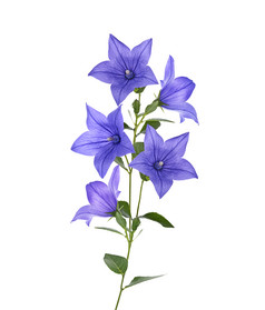 蓝色花朵花枝摄影图