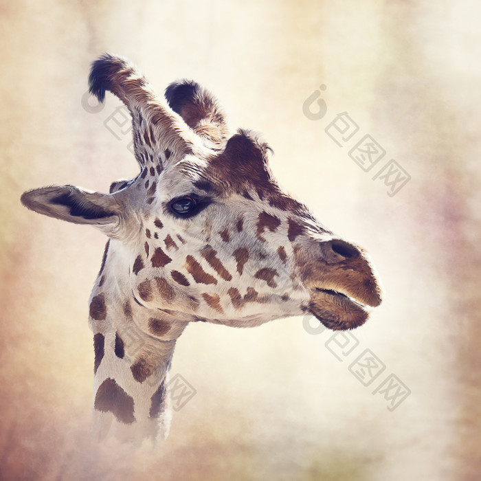 长颈鹿水彩画摄影图