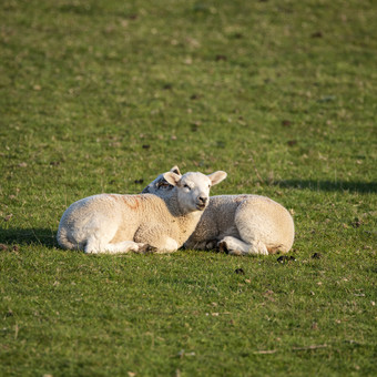 草地上休息的小羊