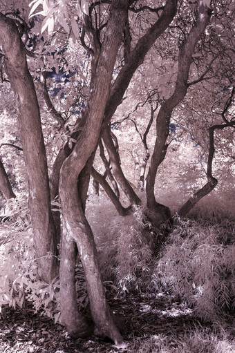 冬季<strong>树</strong>林森林摄影图