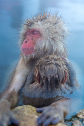 猕猴抱着小猕猴泡温泉