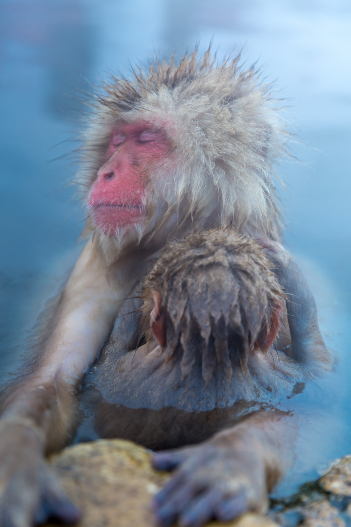 猕猴抱着小猕猴泡温泉图片