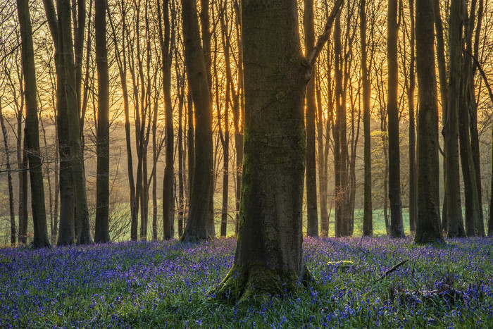 夕阳下森林树干中的蓝铃花