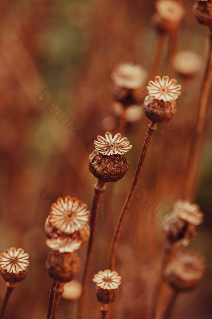 枯萎植物上的花枝