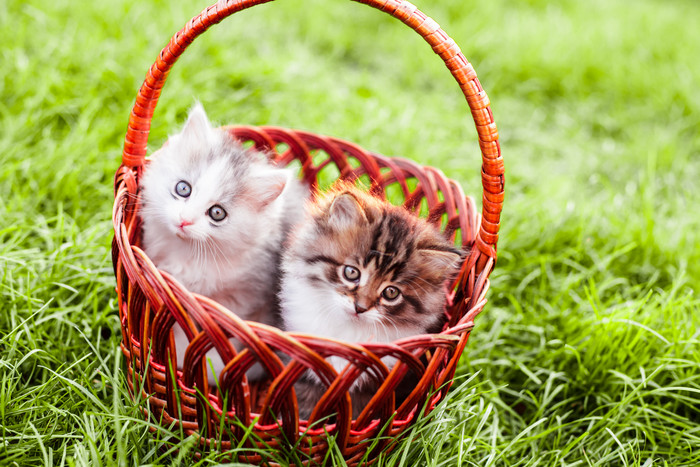 篮子里可爱的小奶猫