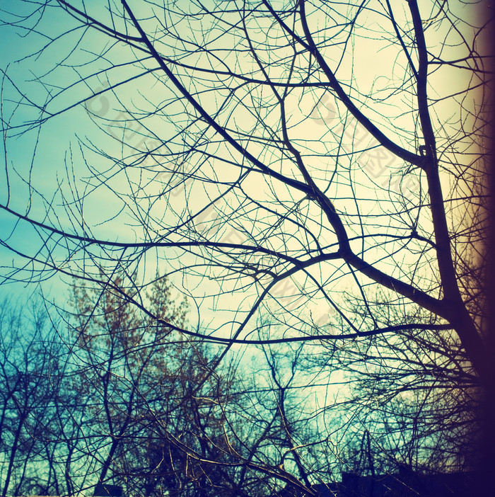冷色调树枝摄影图