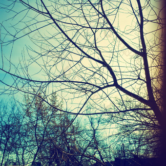 冷色调树枝摄影图