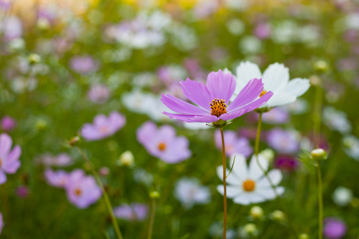 旷野里的紫色白色小花