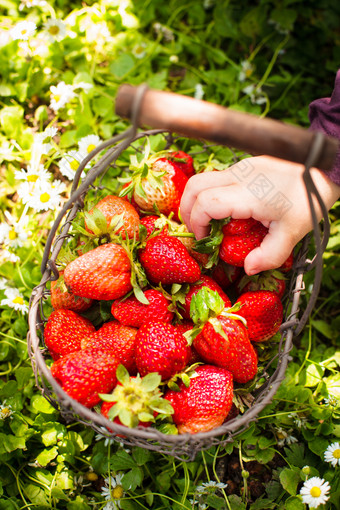 小清新采摘的草莓摄影图