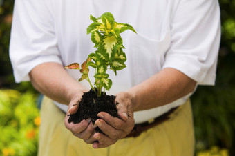 捧着的泥土<strong>植物</strong>摄影图