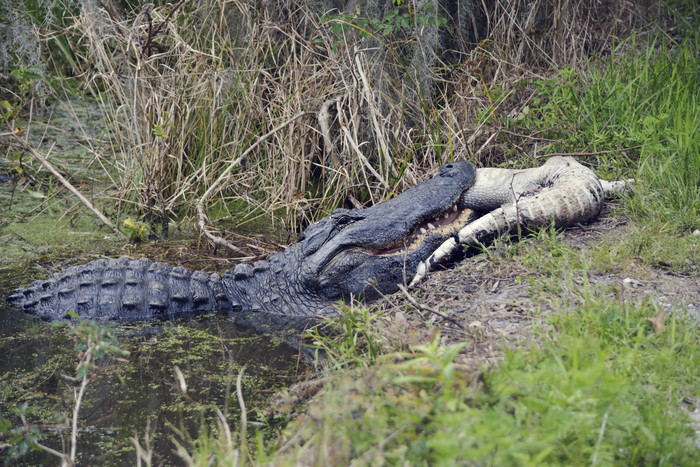 简约捕食的鳄鱼摄影图